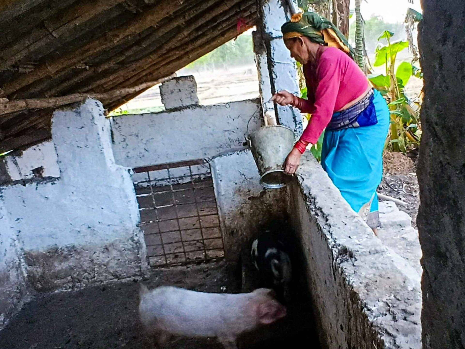 A woman in traditional attire feeds pigs in a rustic enclosure, conveying a sense of rural life. The setting is simple, serene, and natural.