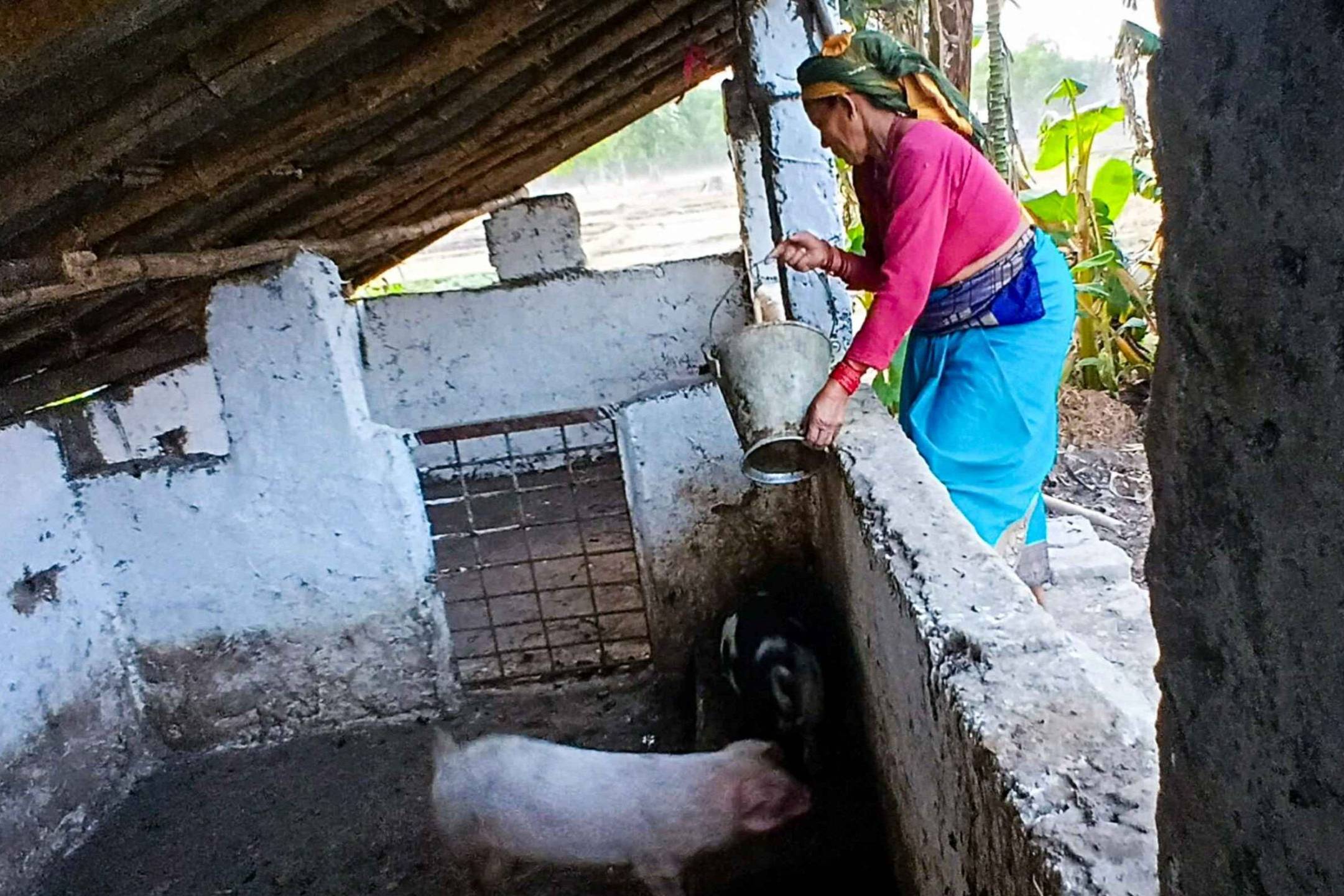 A woman in traditional attire feeds pigs in a rustic enclosure, conveying a sense of rural life. The setting is simple, serene, and natural.