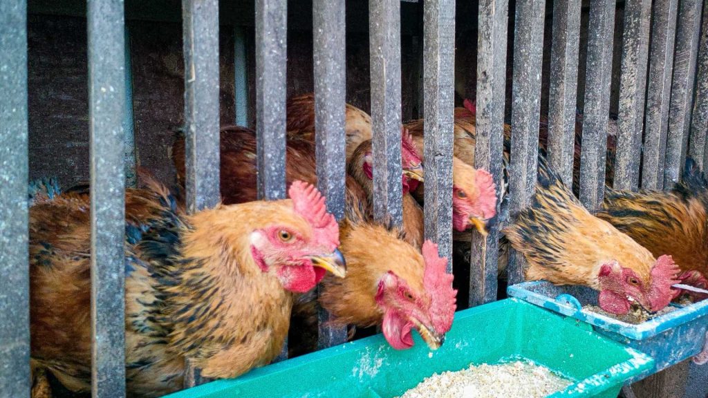 Chickens crowd in a metal cage, pecking at grain in a green feeder. Their feathers are brown and black, creating a cramped but calm farm scene.