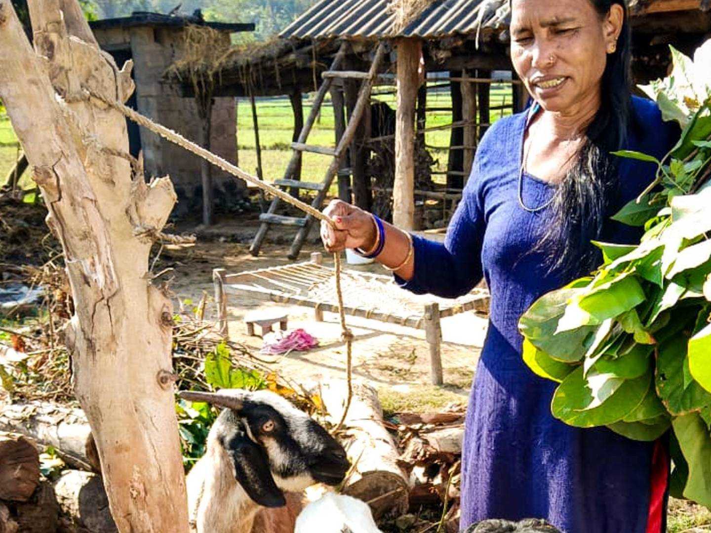 A woman in a blue dress smiles while holding a rope tied to a goat. She carries leafy greens with a rustic shed and greenery in the background.