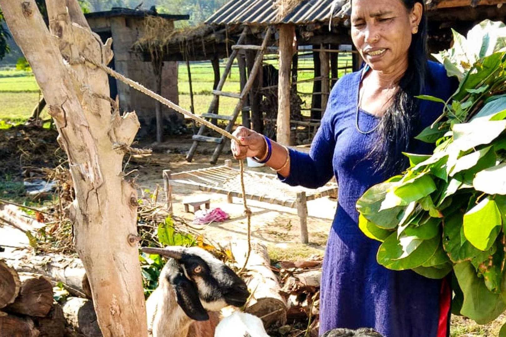 A woman in a blue dress smiles while holding a rope tied to a goat. She carries leafy greens with a rustic shed and greenery in the background.