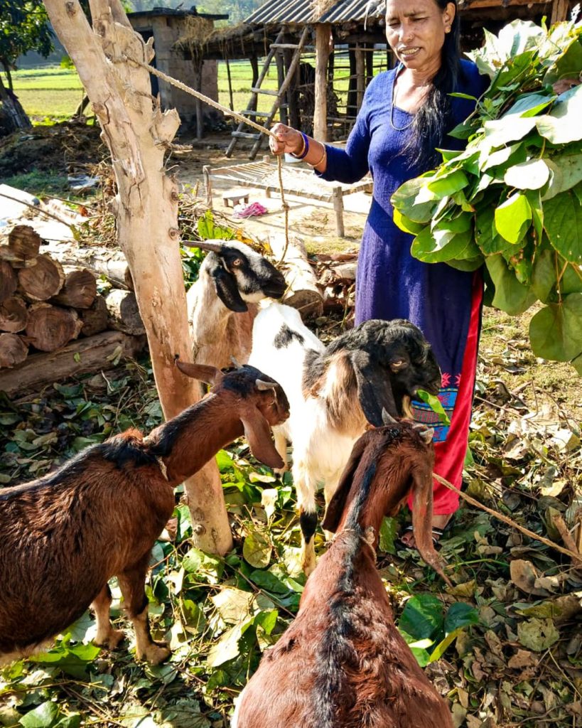 A woman in a blue dress feeds green leaves to four goats in a rural setting. Wooden structures and logs are in the background, creating a serene, pastoral atmosphere.