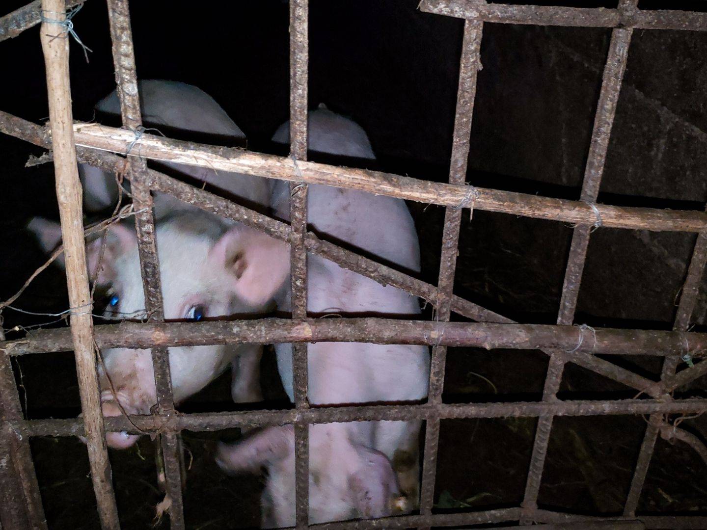 Two pigs with light-colored fur stand in a dimly lit pen. One faces a metal gate, while the other turns away, creating a calm, nighttime farm scene.