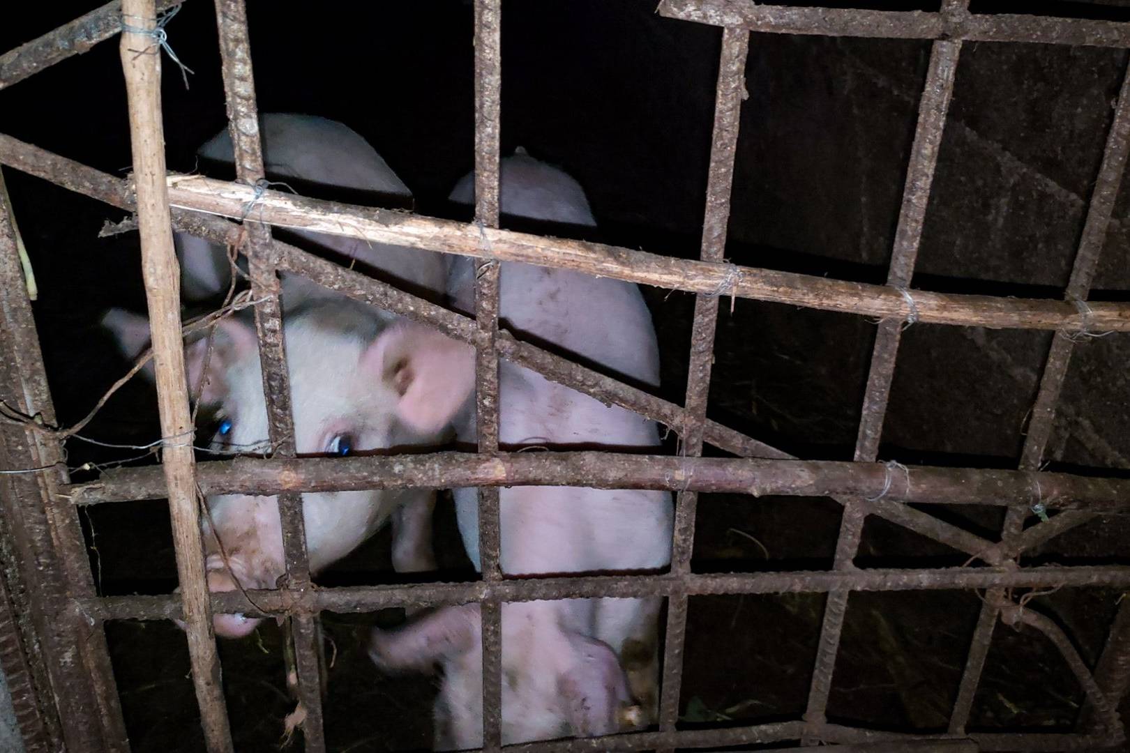 Two pigs with light-colored fur stand in a dimly lit pen. One faces a metal gate, while the other turns away, creating a calm, nighttime farm scene.