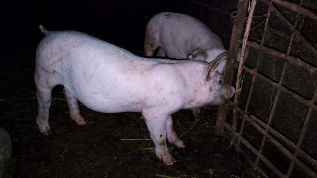 Piglets behind a wooden and wire gate in a dimly lit barn, peering through the bars. The scene conveys a sense of curiosity and confinement.
