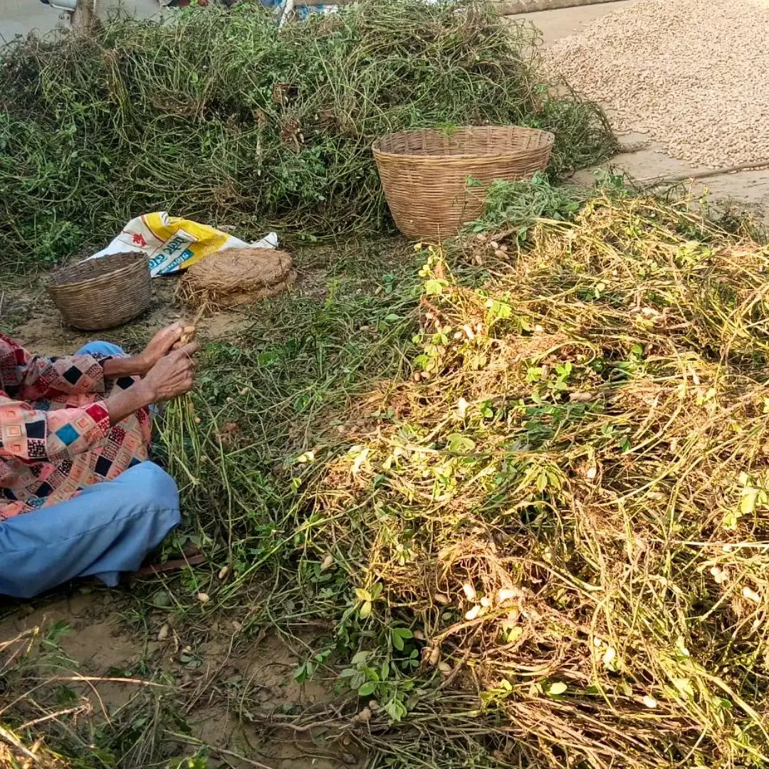 A woman in colorful attire and a headscarf sits on the ground, sorting through a large pile of green plants. Several woven baskets are nearby. The scene conveys a sense of focused productivity in an outdoor setting.