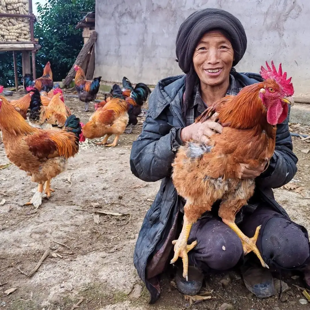 A smiling person in rustic attire holds a large rooster, surrounded by several other chickens on a farm. A dog stands in the background, near stacked corn.