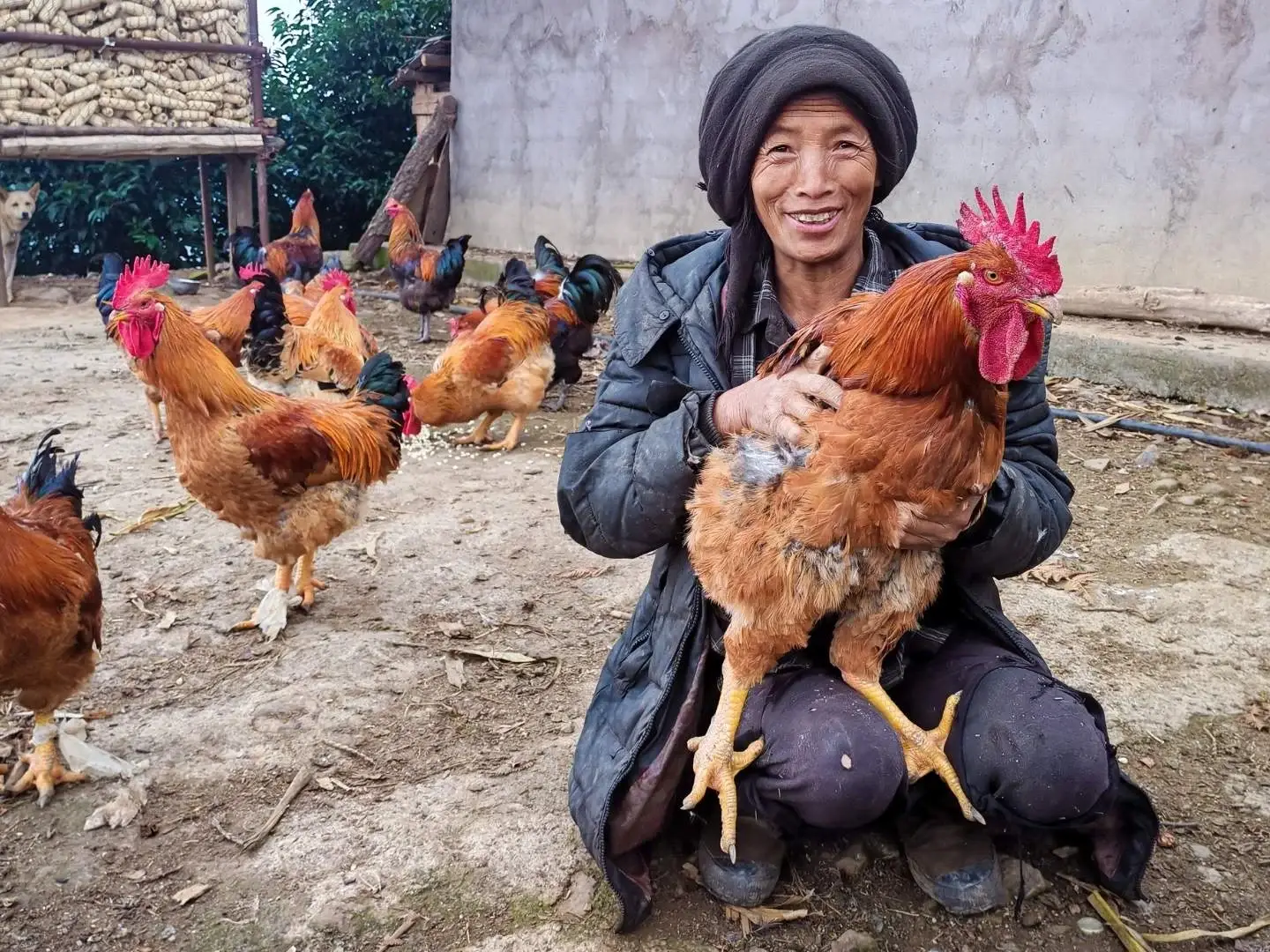 A smiling person in rustic attire holds a large rooster, surrounded by several other chickens on a farm. A dog stands in the background, near stacked corn.