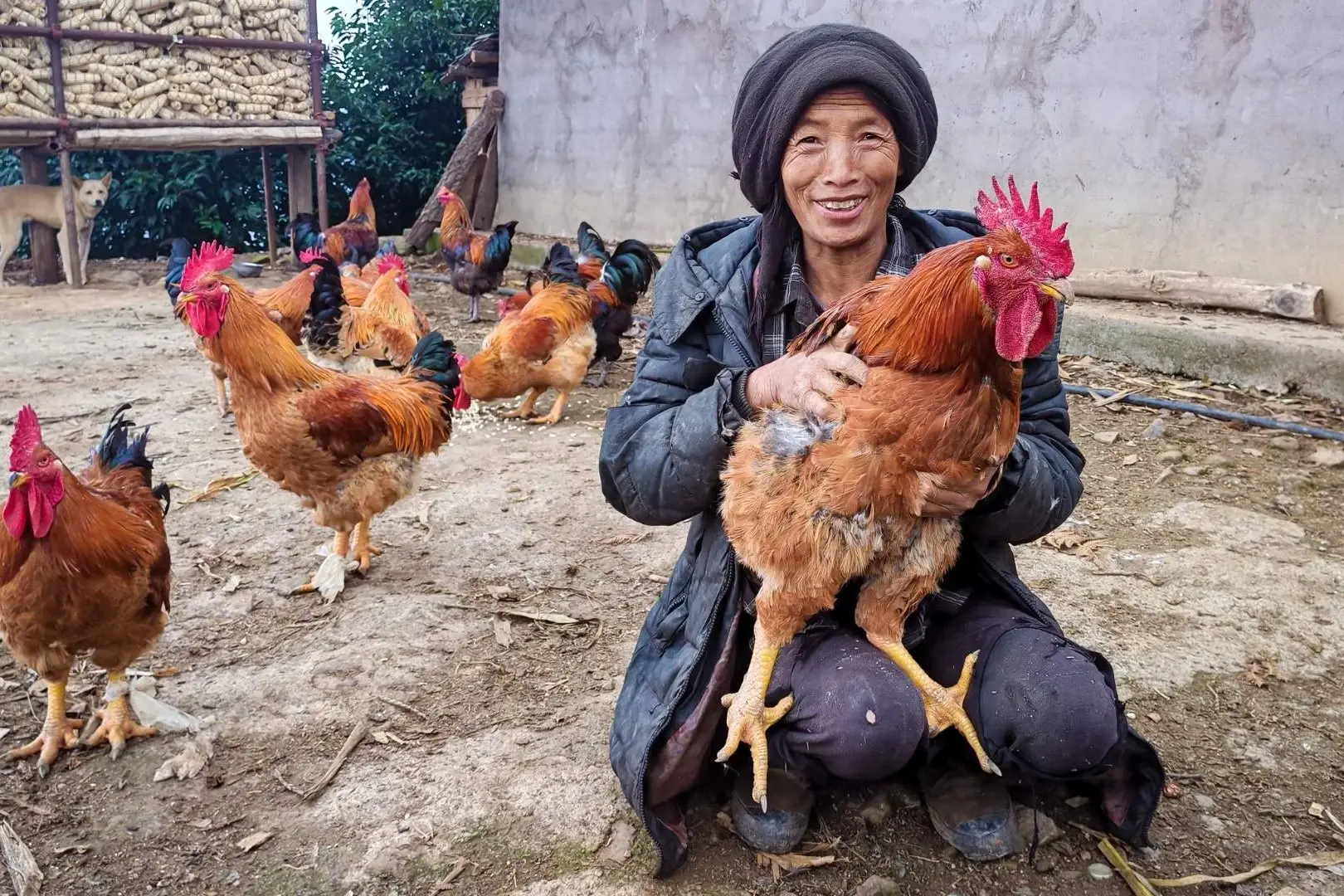 A smiling person in rustic attire holds a large rooster, surrounded by several other chickens on a farm. A dog stands in the background, near stacked corn.