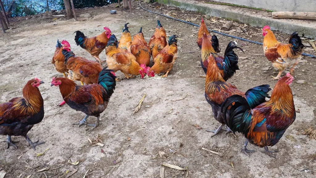 A flock of vibrant roosters with reddish-brown and black plumage gather on a dirt ground. They peck and roam, creating an active, lively scene.