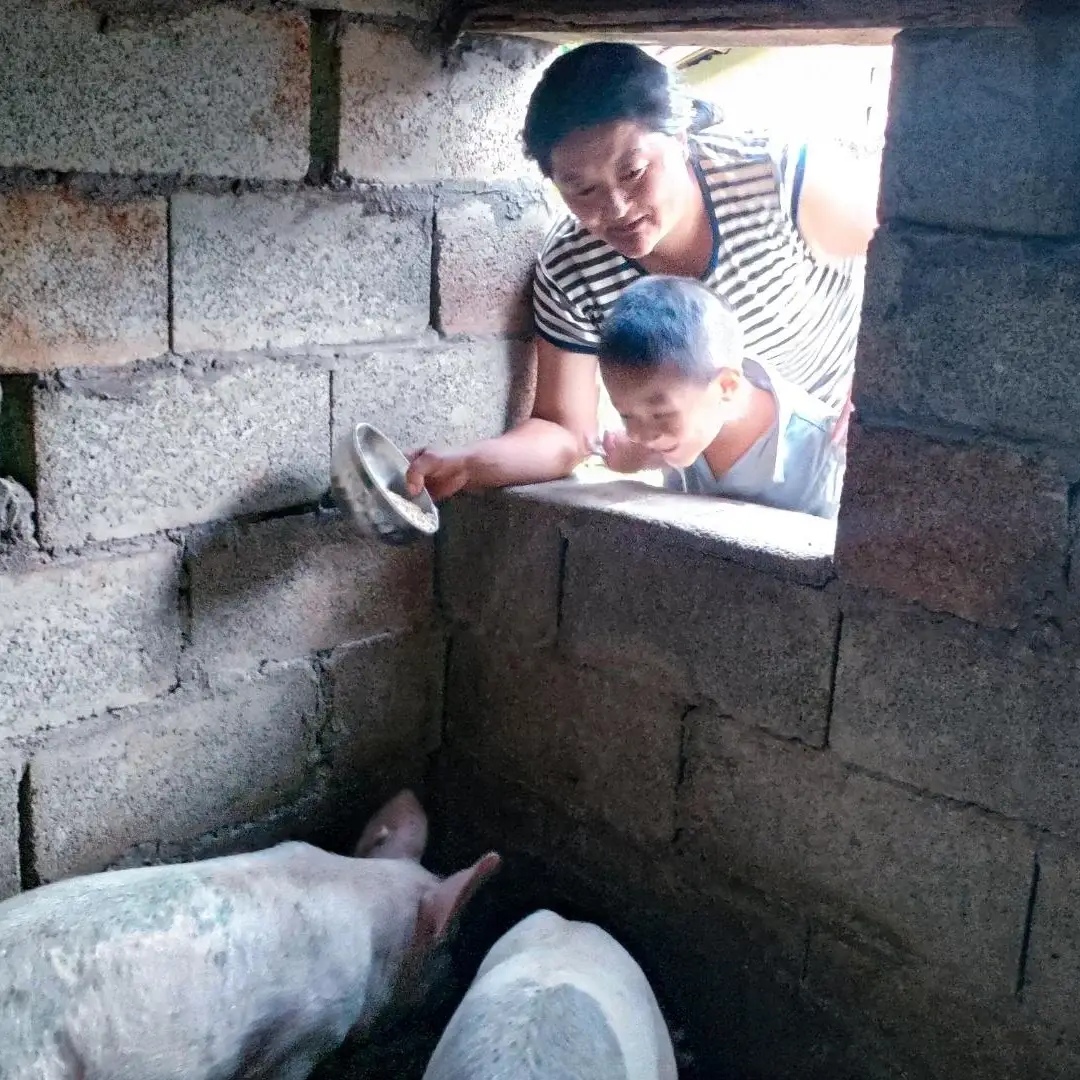 A woman and a child peek through a brick window, feeding two pigs inside a pen in rural China.