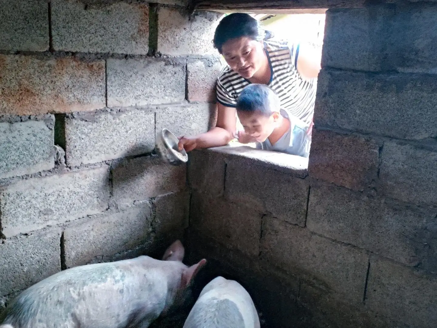 A woman and a child peek through a brick window, feeding two pigs inside a pen in rural China.