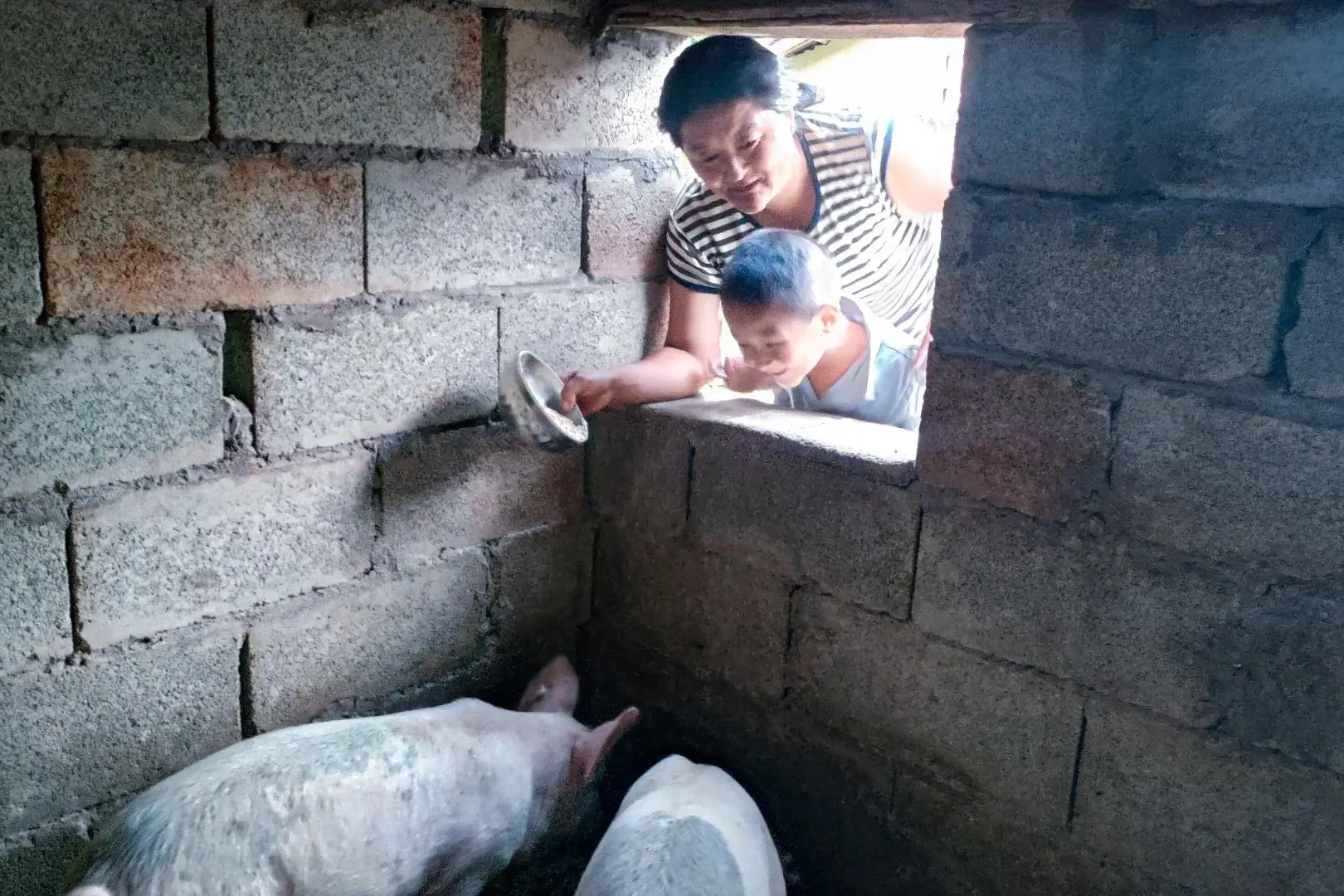 A woman and a child peek through a brick window, feeding two pigs inside a pen in rural China.