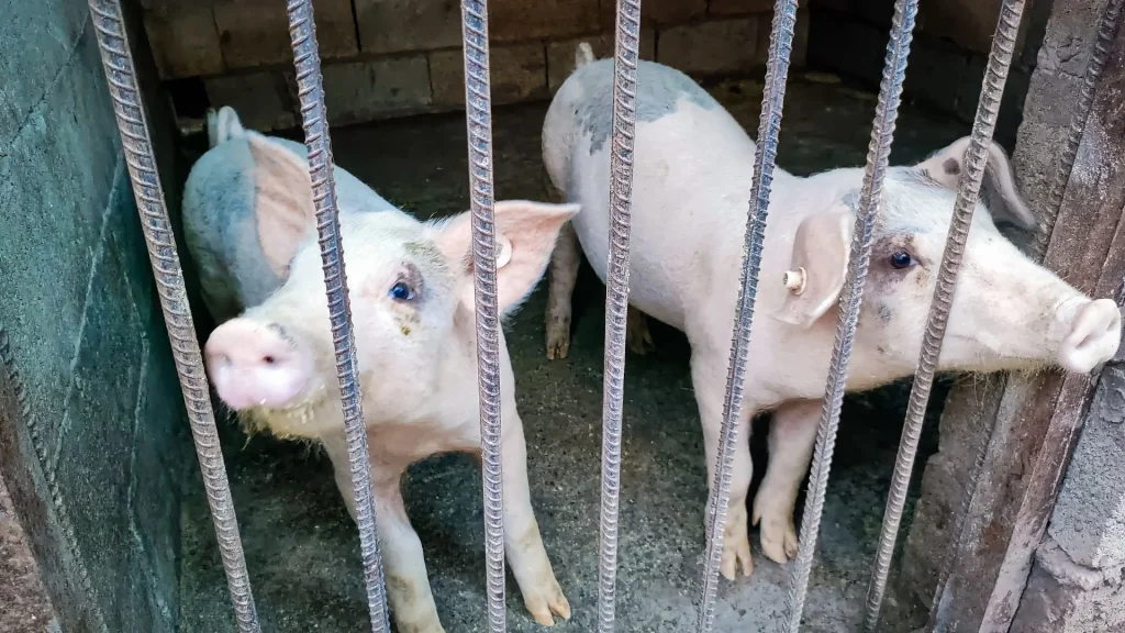 Two curious pigs stand in a small, concrete enclosure behind metal bars in rural China, peering intently.