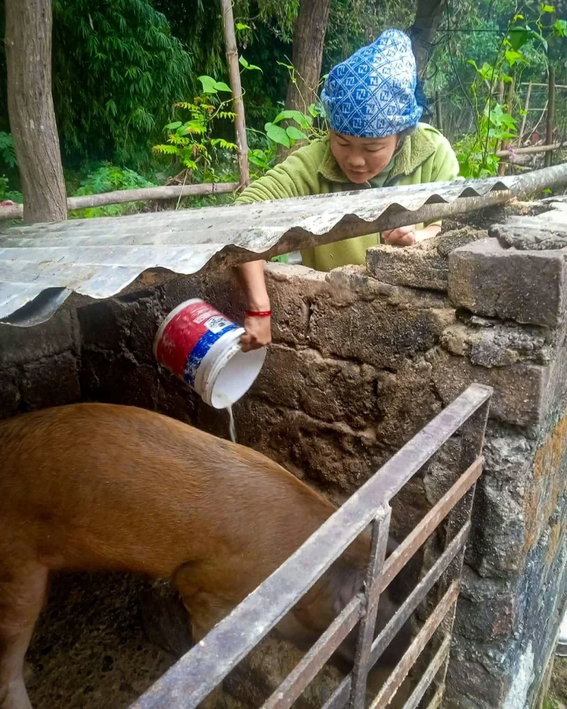 A woman in a blue patterned headscarf and green fleece pours liquid from a plastic bucket into a stone pigpen containing a brown pig in a rural area.