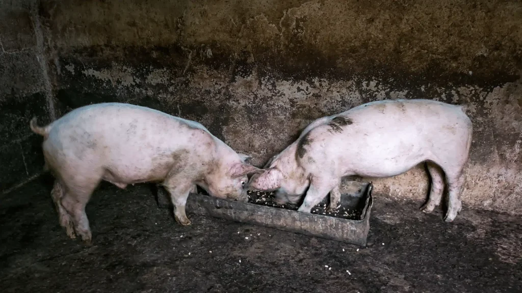 Pigs eating from a trough inside a traditional barn structure.
