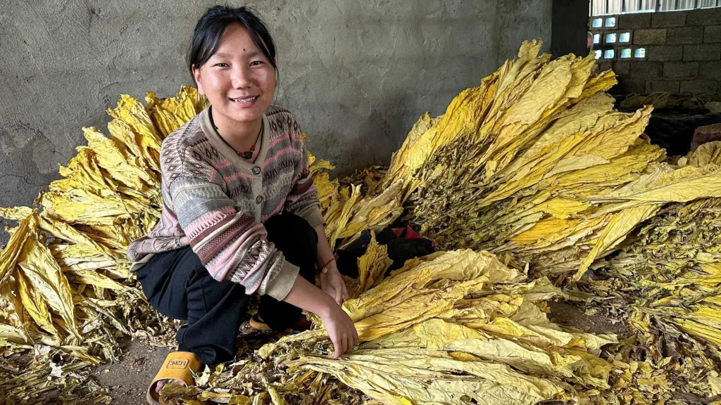 A smiling young woman in a patterned cardigan crouches beside a large pile of dried, golden-yellow tobacco leaves in a rustic, concrete-walled room in rural China.
