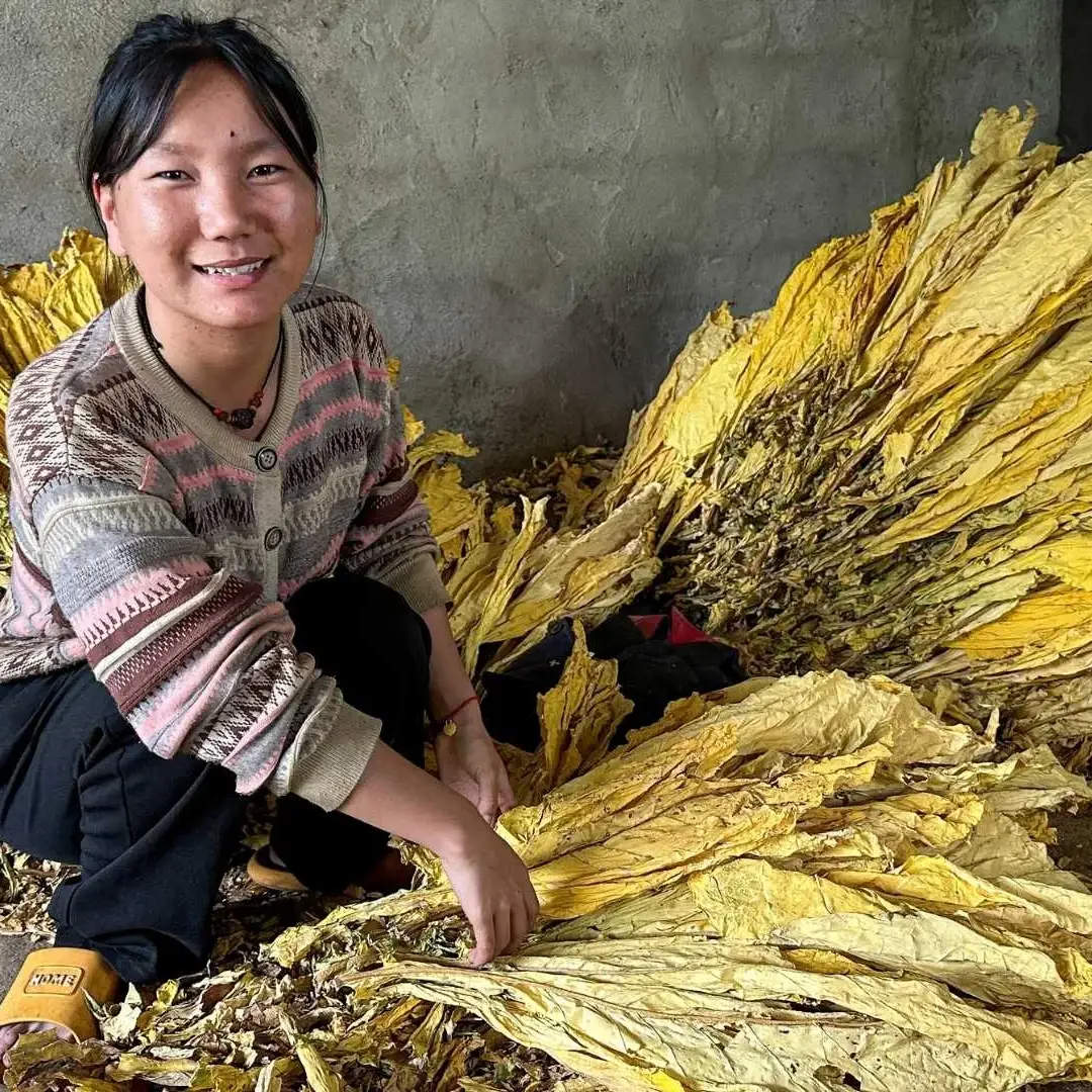 A smiling young woman in a patterned cardigan crouches beside a large pile of dried, golden-yellow tobacco leaves in a rustic, concrete-walled room in rural China.