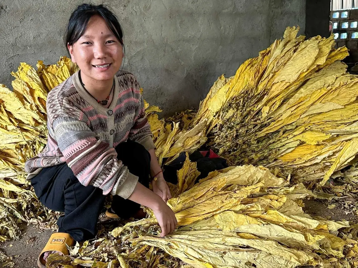 A smiling young woman in a patterned cardigan crouches beside a large pile of dried, golden-yellow tobacco leaves in a rustic, concrete-walled room in rural China.