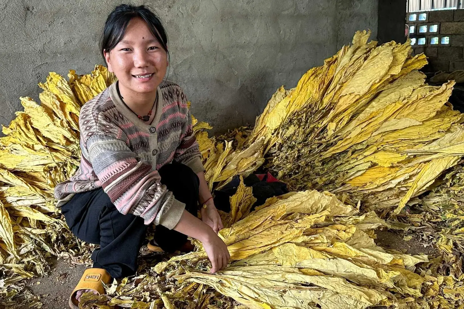 A smiling young woman in a patterned cardigan crouches beside a large pile of dried, golden-yellow tobacco leaves in a rustic, concrete-walled room in rural China.