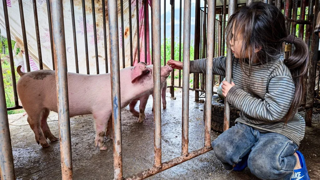Young girl crouches beside a barred pig pen in China, gently reaching toward a pink pig in a rustic farm setting, conveying warm curiosity and connection.