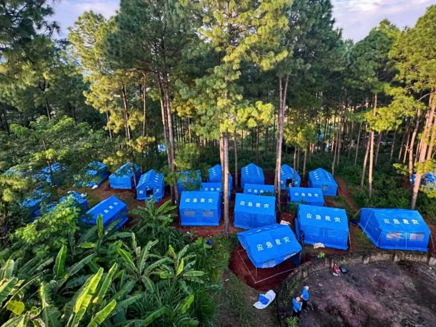An aerial view shows many blue emergency relief tents set up in a wooded area among tall pine trees and lush green vegetation on a dirt ground in Nepal.