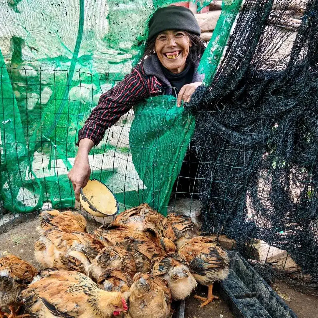 A smiling woman in a dark beanie and striped shirt reaches into a chicken coop enclosure made of green and black netting to feed brown chickens.