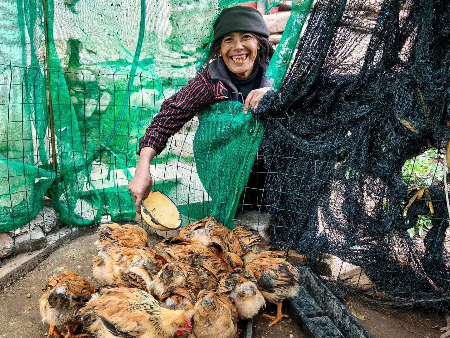 A smiling woman in a dark beanie and striped shirt reaches into a chicken coop enclosure made of green and black netting to feed brown chickens.