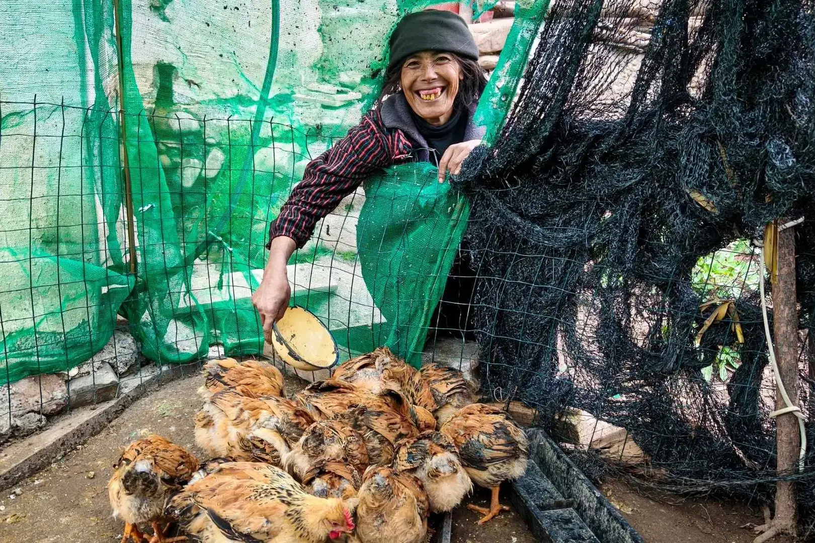 A smiling woman in a dark beanie and striped shirt reaches into a chicken coop enclosure made of green and black netting to feed brown chickens.