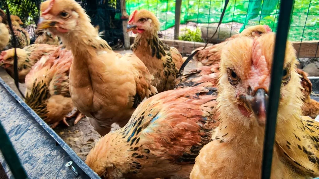 A group of light brown chickens with dark speckled feathers standing inside a wire enclosure, with one bird looking directly at the camera lens.